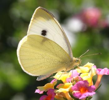 WHITE, CABBAGE (Pieris rapae) (10-2-11) patagonia butterfly garden, scc, az
