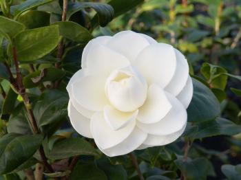 Alba Plena Camellia - Monrovia - Alba Plena Camellia