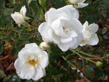 White camellia's