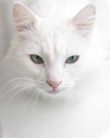 White Cat by Pavel Zilke on 500px | Whiter shade of pale ...