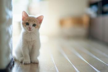 White Cat HD desktop wallpaper : Widescreen : High Definition ...