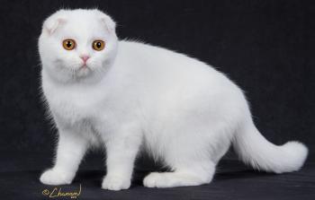 White Cat Breeds – Purrfect Cat Breeds