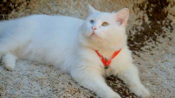 white cat with different color eyes meowing Stock Video Footage ...