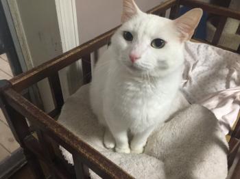 Chatty and Very Friendly White Cat - Pet of the Week - YouTube