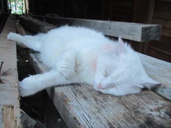White cat sleeping