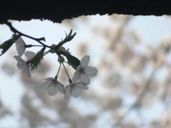 White cherry blossom flower