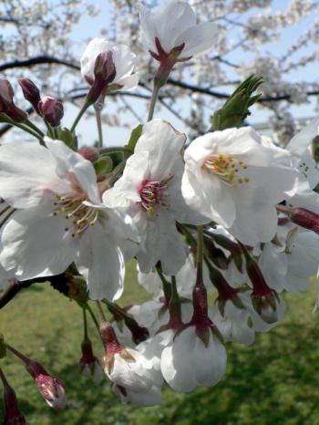 White cherry blossom flower closeup