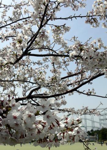 White cherry blossom flowers