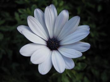 White close-up flower