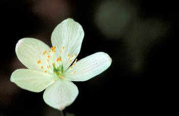 File:Close up of a white flower with a green white and orange center ...