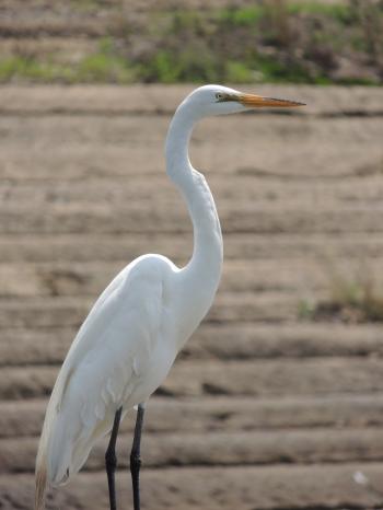 White Crane | RealLifeAfter40