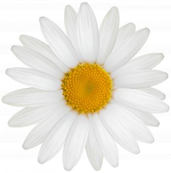 White Daisy PNG Clipart - Best WEB Clipart