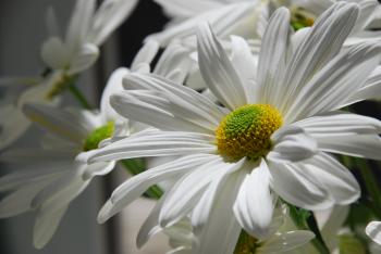 File:White Daisy 01.JPG - Wikimedia Commons