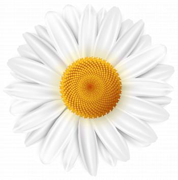 White Daisy Transparent PNG Clip Art Image | Gallery Yopriceville ...
