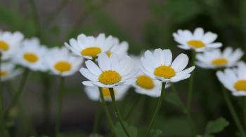 Chamomile flowers close up. White daisy flowers. Nature background ...