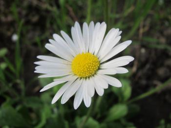 White Daisy flower