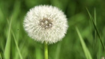 Dandelion Seed Head ,on blurry background,macro close-up. Dandelions ...