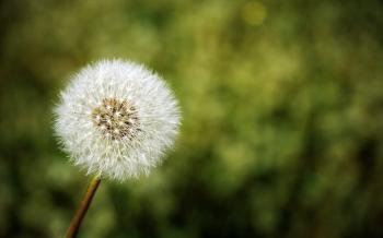 Selective focus photography of white Dandelion flower HD wallpaper ...