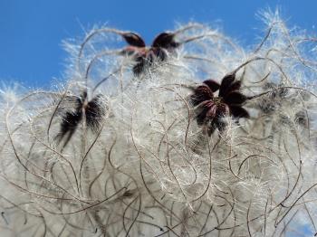 White Dandelion Seed