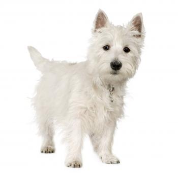 5 of the best small white dog breeds - Practical Paw | The Dog ...