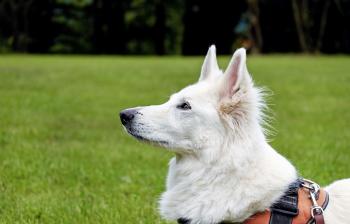 Free picture: canine, white dog, pet, fur, cute, grass, outdoor