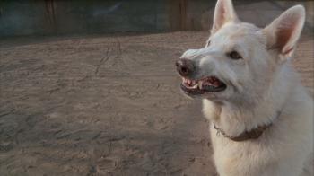 White Dog Blu-ray - Kristy McNichol