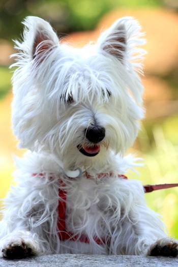 14 Small White Dog Breeds - Fluffy Little White Dogs