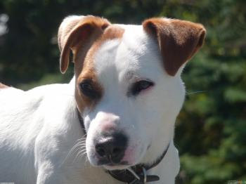 White dog with brown eared wallpaper #19491 - Open Walls