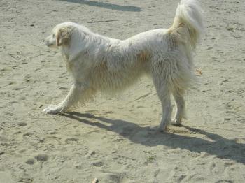 White Dog On The Beach