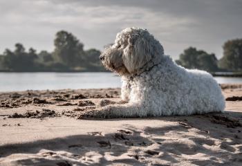 White Dog Sitting on Seashore
