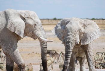 White Elephants | Wild View