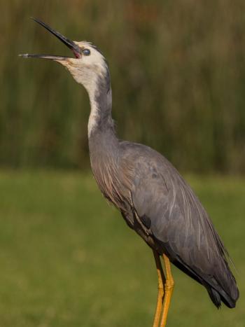 White-faced heron | New Zealand Birds Online