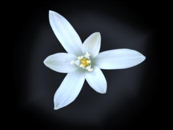 Make a black and white flower arrangement - Flower PressFlower Press