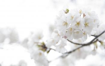 White Background Flowers Image collections - Flower Decoration Ideas