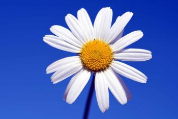 Free picture: blue sky, nature, white flower, horticulture, plant ...