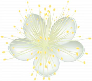 White Flower PNG Clip Art | Gallery Yopriceville - High-Quality ...