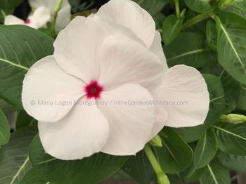 mandevilla | In the Garden with Maria