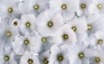 real white flower background 11 | Background Check All