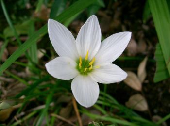 White Flower With 6 Petals Image collections - Flower Decoration Ideas