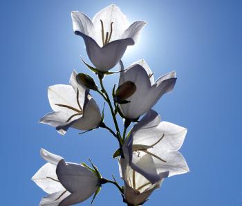 White flower against the sky