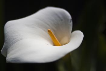 White Flower Closeup by TheLilPhotographer on DeviantArt