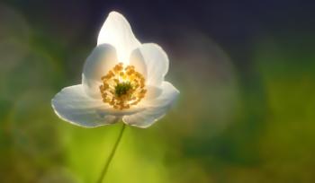 White Flower in Bloom