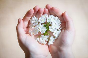 White Flower on Human Hands