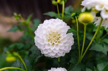 White Flower Photography