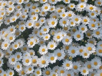 Wonderful white flowers - Flower PressFlower Press