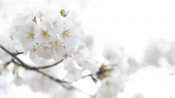 White Flowers Hd 34 Cool Wallpaper - HdFlowerWallpaper.com
