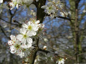 Why the blackthorn has white flowers (049) – Natuurverhalen