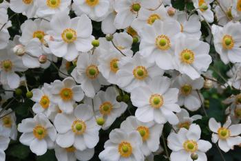 white flowers | Dirt Simple