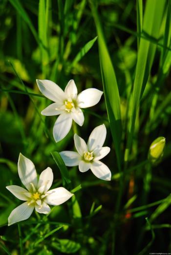 White Flowers