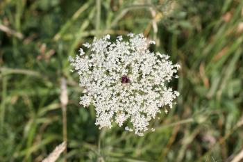 NaturePlus: White flowers with a purple one in the middle